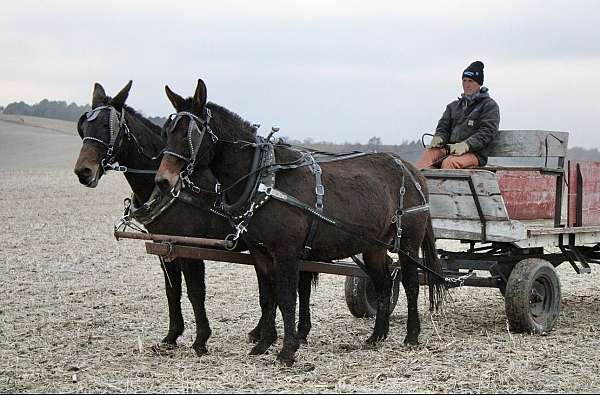 bay-mule-gelding