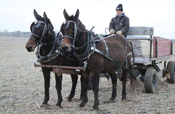 driving-horse