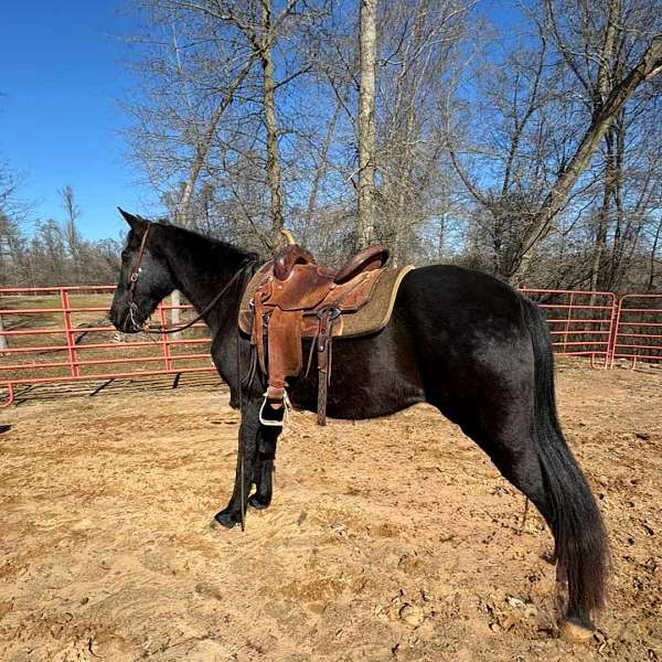 bay-mule-gelding