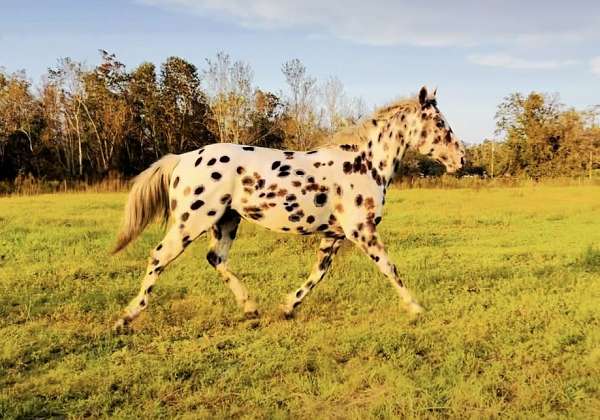 black-leopard-horse