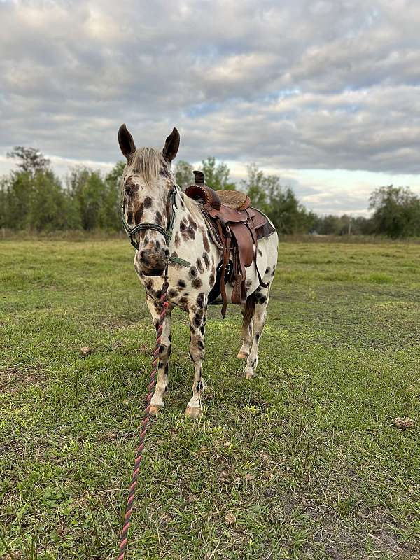 leopard-horse