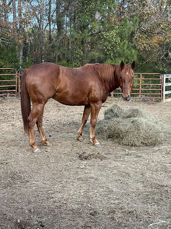 all-around-quarter-horse