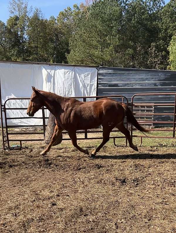 trail-quarter-horse