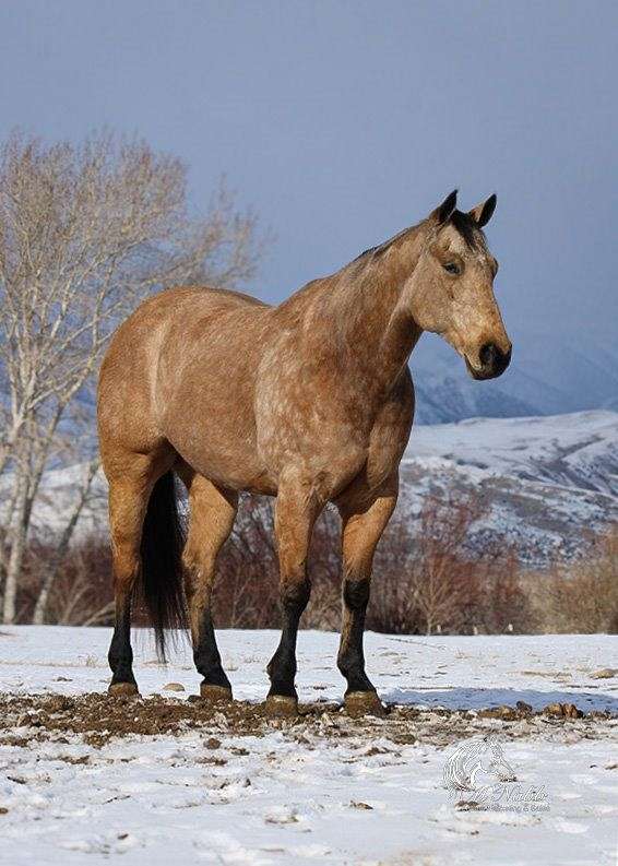 calf-roping-quarter-horse