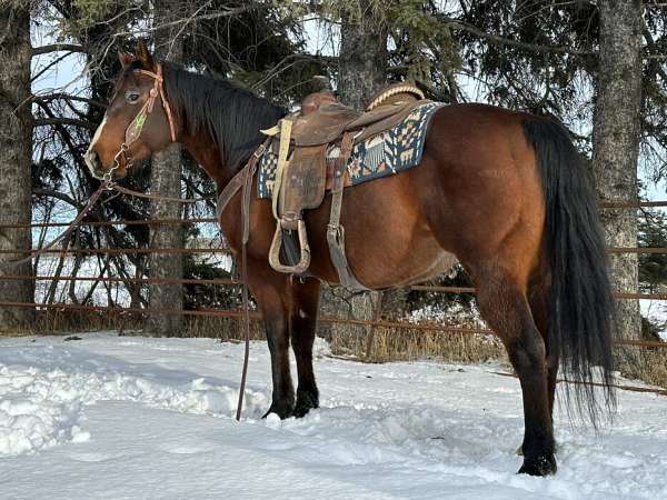 all-around-quarter-horse