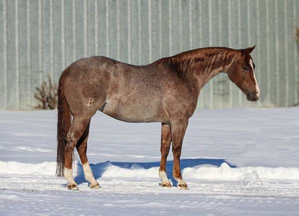 all-around-quarter-horse