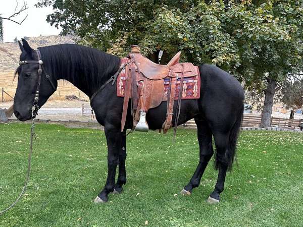 all-around-draft-horse