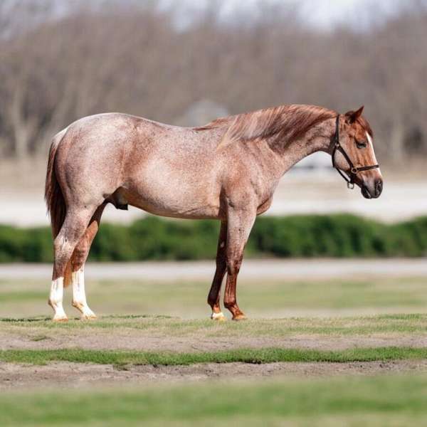 athletic-quarter-horse