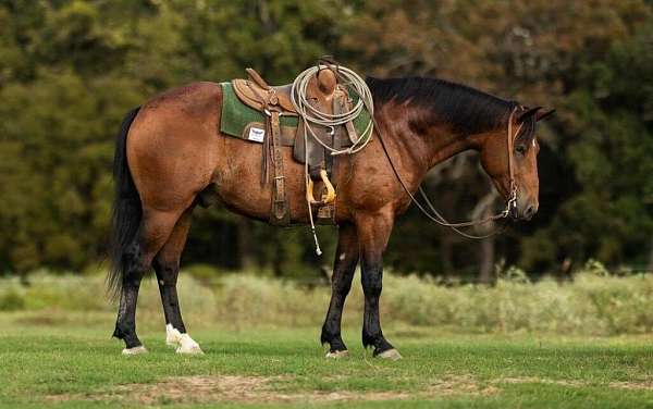 all-around-draft-horse