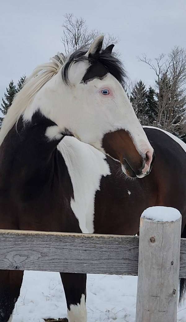 big-personality-andalusian-horse