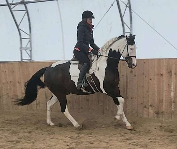 cross-country-andalusian-horse