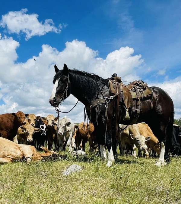 all-around-clydesdale-horse