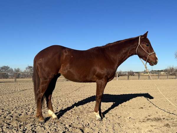 calf-roping-quarter-horse