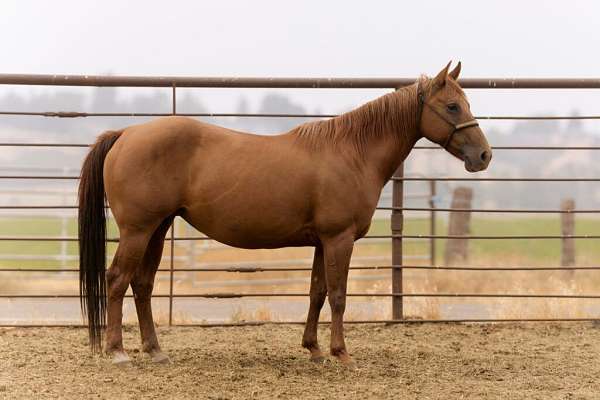 breeding-halter-quarter-horse