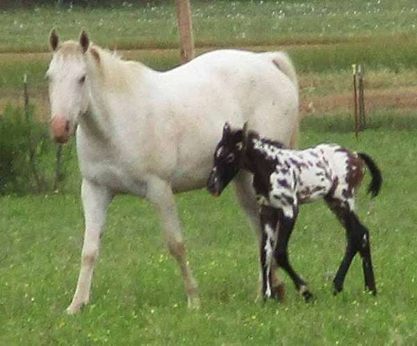 born-red-w-blanket-socks-horse