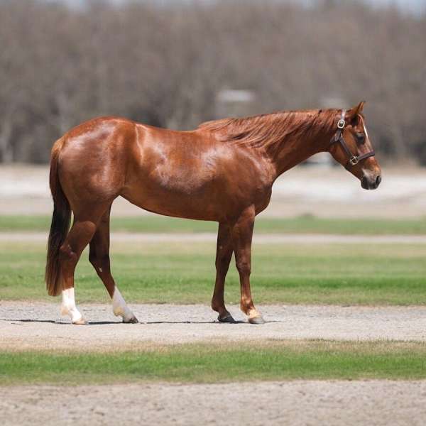 athletic-quarter-horse