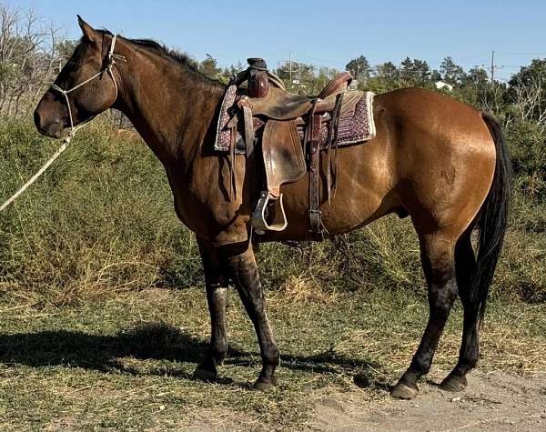 all-around-quarter-horse