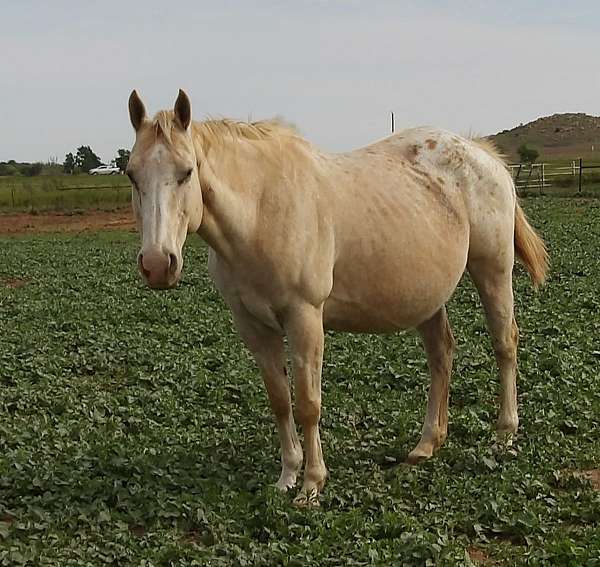 palomino-blanket-socks-horse