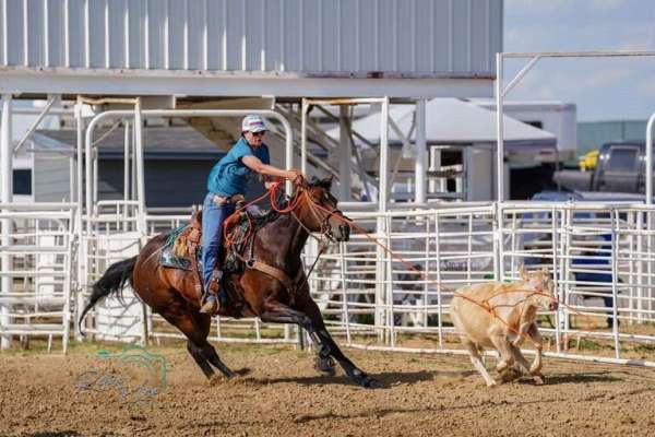 all-around-quarter-horse