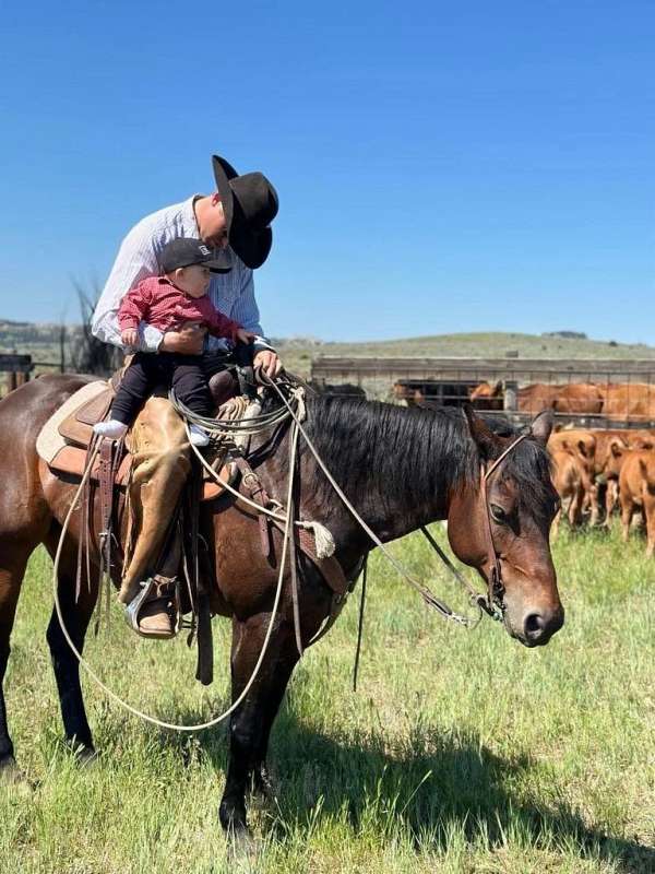 athletic-quarter-horse