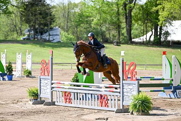 dressage-thoroughbred-horse