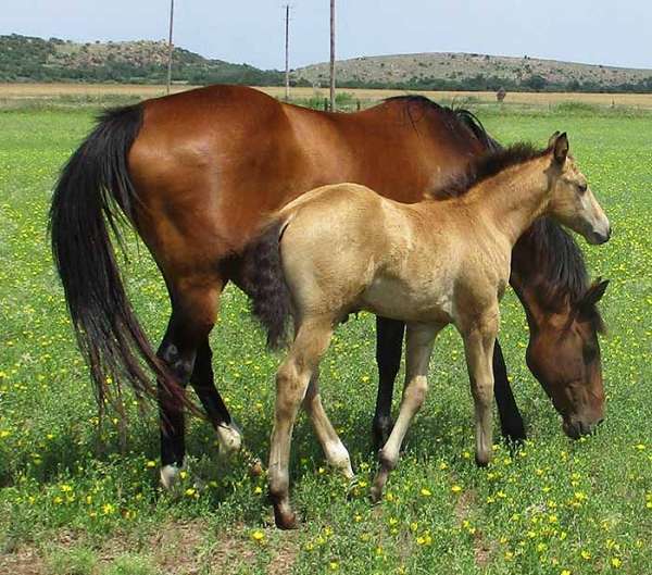 all-around-quarter-horse