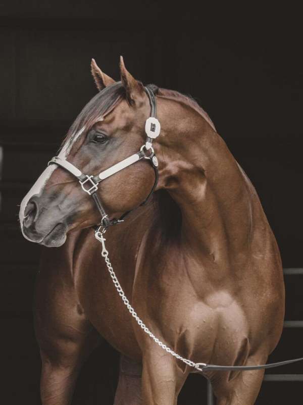 barrel-racing-quarter-horse