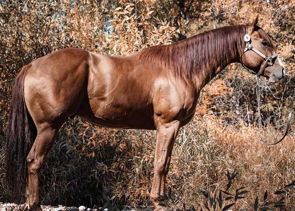 athletic-quarter-horse