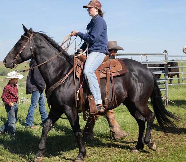 all-around-quarter-horse