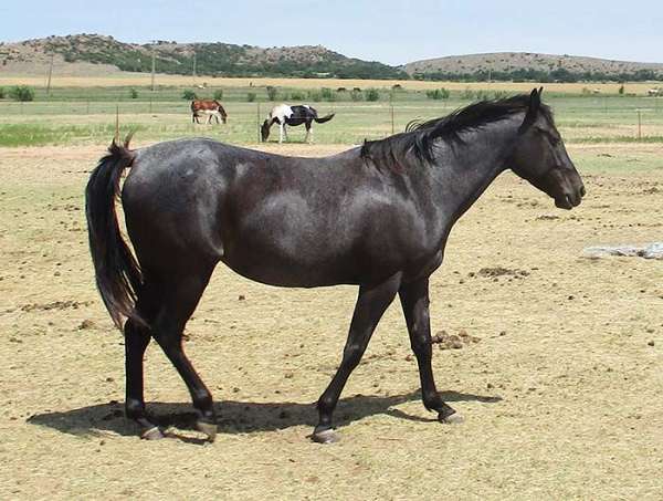 blue-roan-no-white-branded-horse