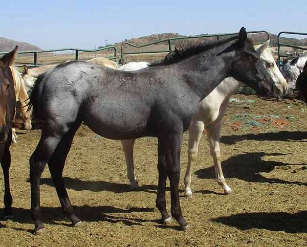 no-white-branded-horse