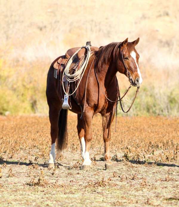 all-around-quarter-horse