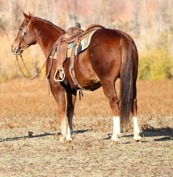 athletic-quarter-horse