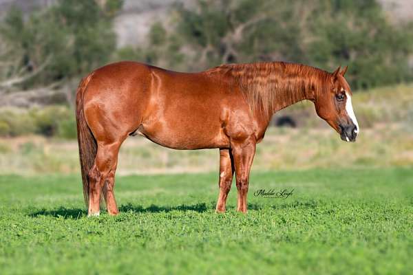 all-around-quarter-horse