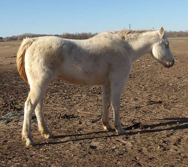 blue-eyes-horse