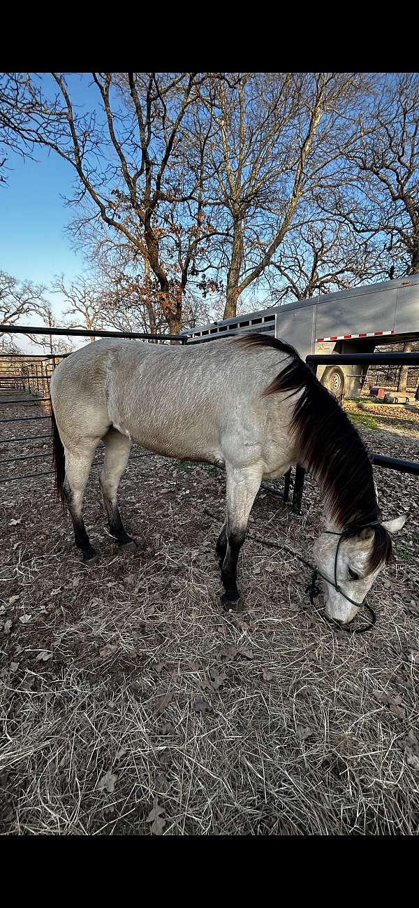 buckskin-black-mane-tail-four-stockings-hooves-horse