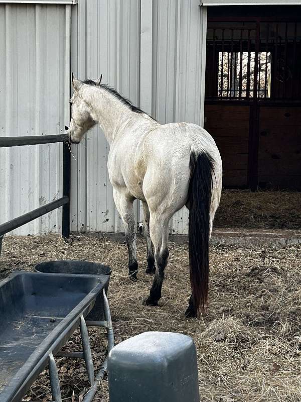 black-mane-tail-four-stockings-hooves