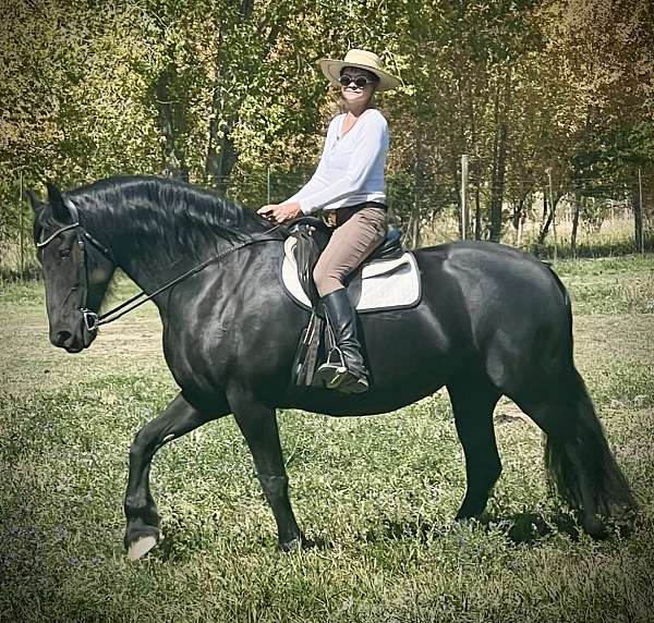 draft-friesian-horse