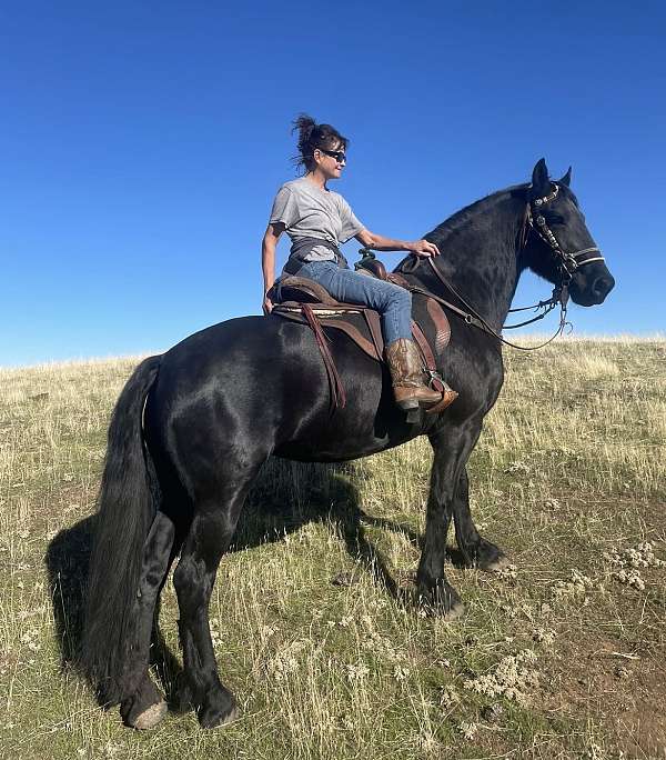 english-pleasure-friesian-horse