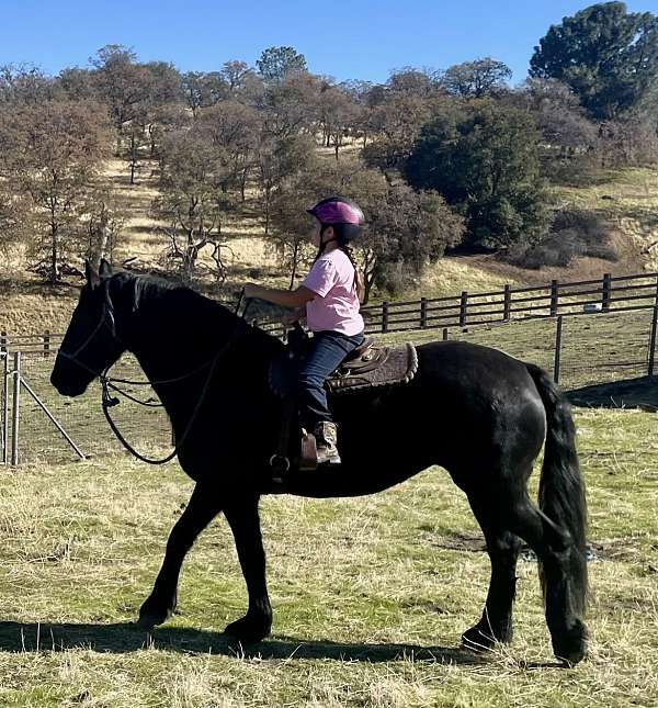 parade-friesian-horse