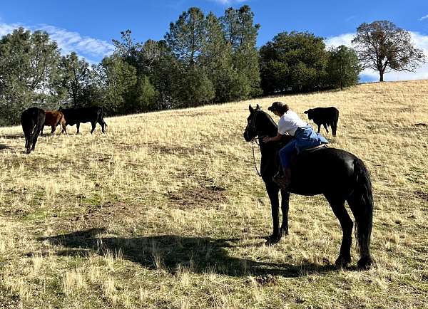 ridden-english-friesian-horse