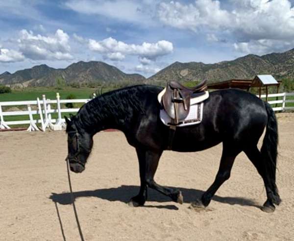 ridden-western-friesian-horse