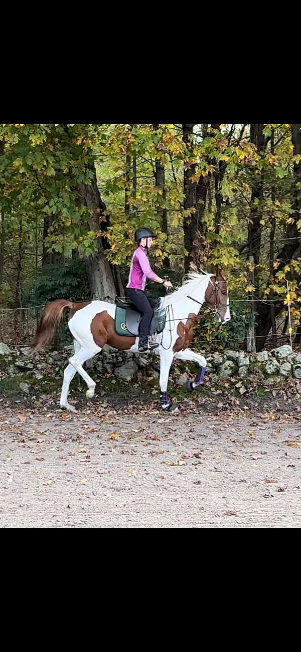 saddlebred-horse-for-sale