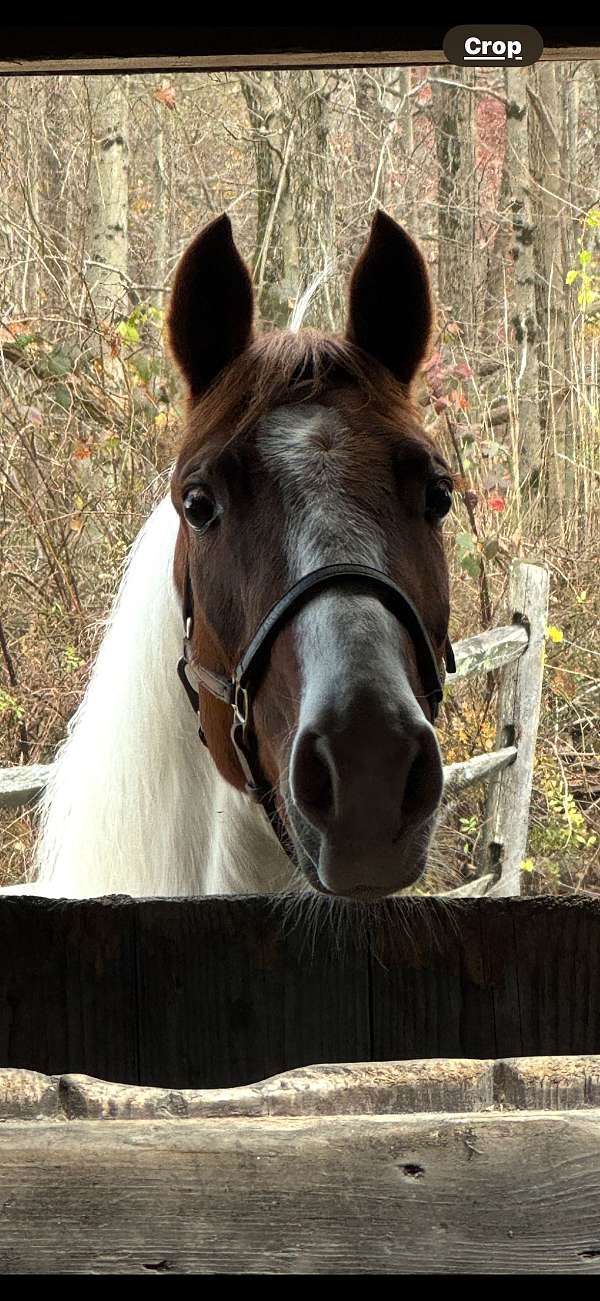 saddlebred-mare