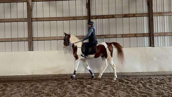 saddlebred-horse