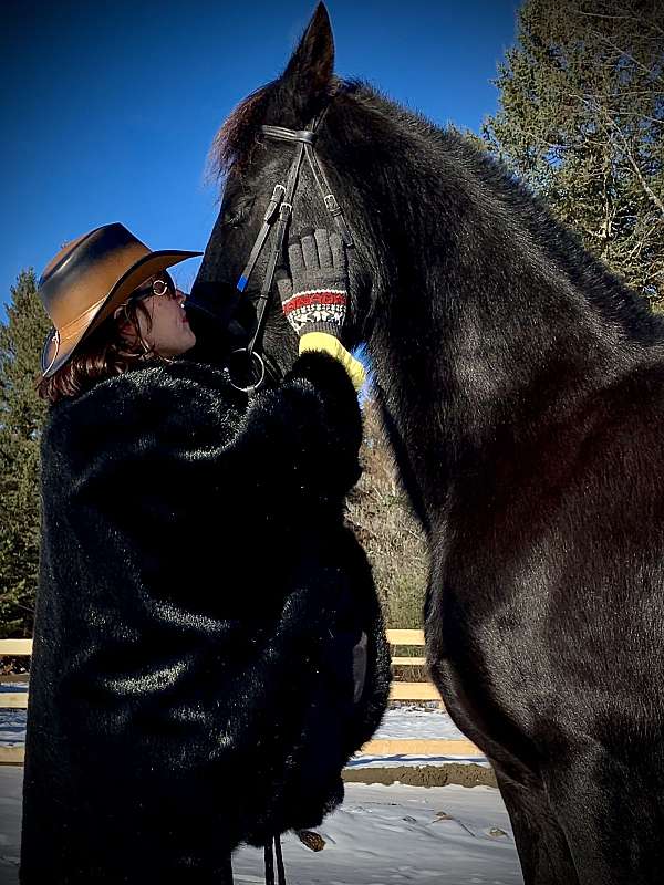 breeding-friesian-horse