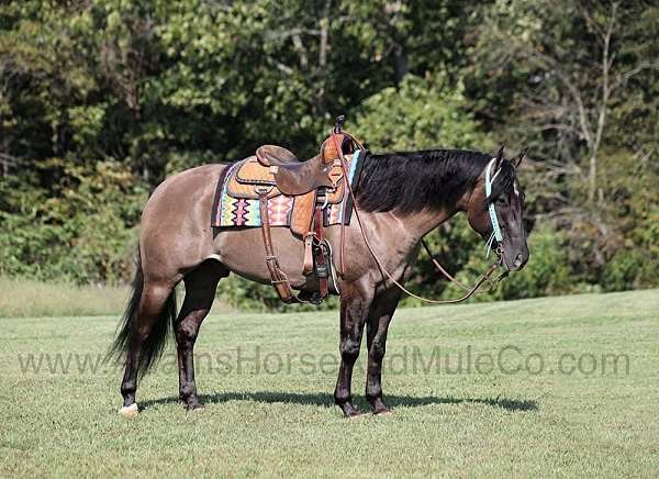 grulla-star-horse