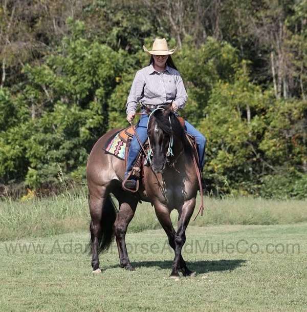 ranch-work-quarter-horse