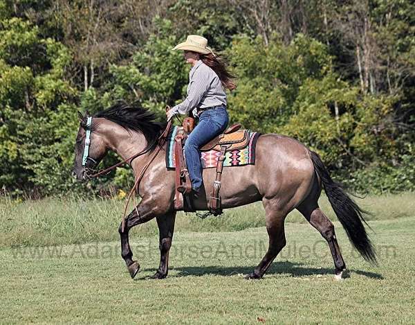 beginner-safe-quarter-horse