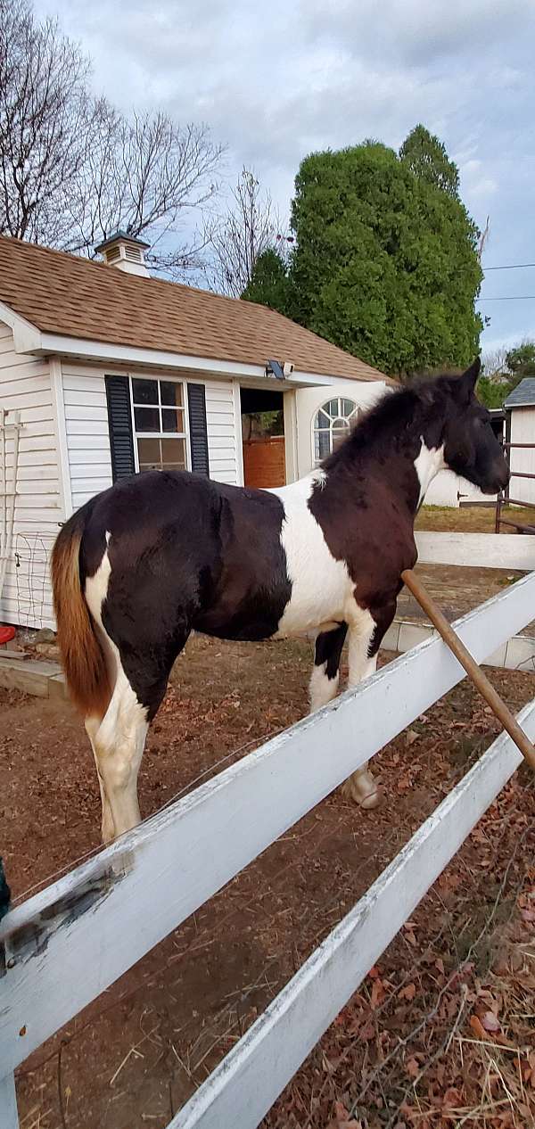 13-hand-gypsy-vanner-yearling